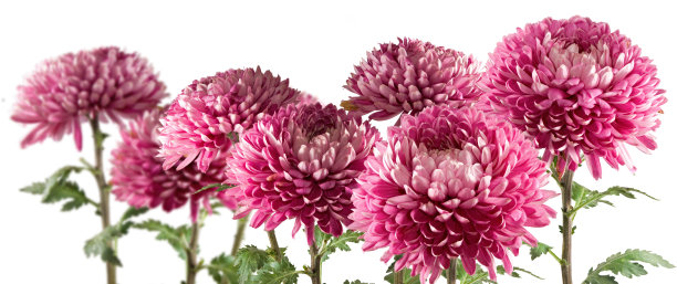 图片美丽的花aster特写。庭院里的紫菀花，图片下载