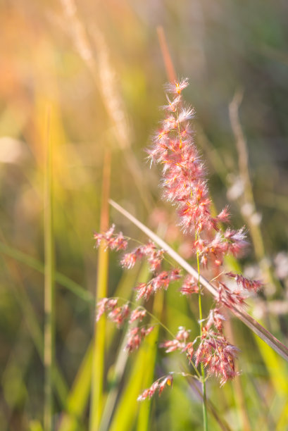 美丽的粉红色的花在绿色的草的背景。图片下载