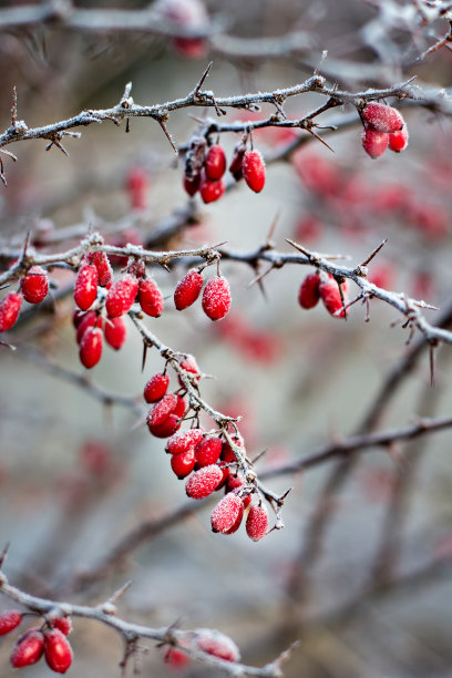 伏牛花的浆果。树枝上的Barberry。树枝上结霜的小檗。图片下载