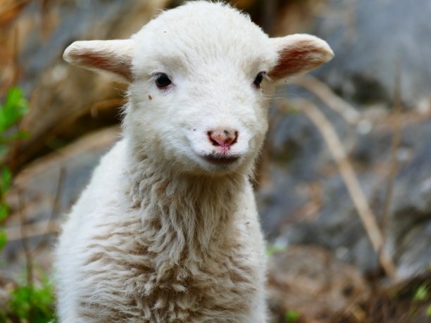 可爱的羊羔图片下载