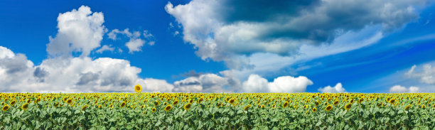 在蓝天背景上的向日葵田的图像图片下载