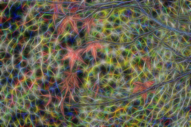 一棵加拿大枫树的叶子在绿色的背景上模糊了图片下载