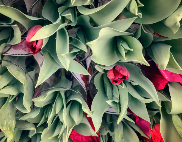 花卉市场展出的红色郁金香花束图片下载