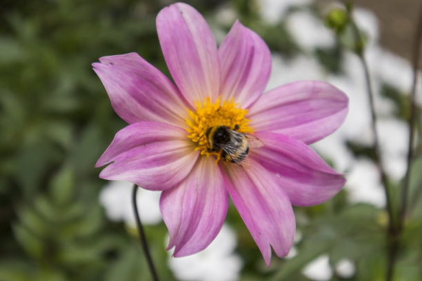 玛格丽塔在法国布尔热斯的花园里——照片来自股票图片下载