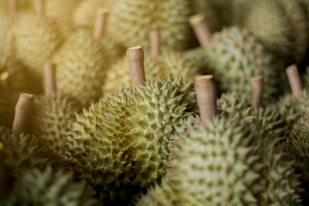 榴莲有绿色的刺，漂亮的布局和自然的光线。图片下载