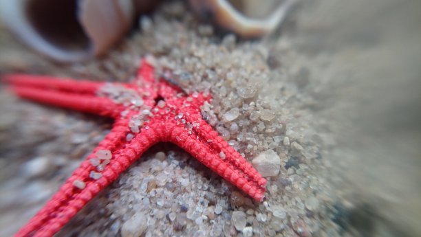 海贝和海星在沙滩上的微距照片图片下载