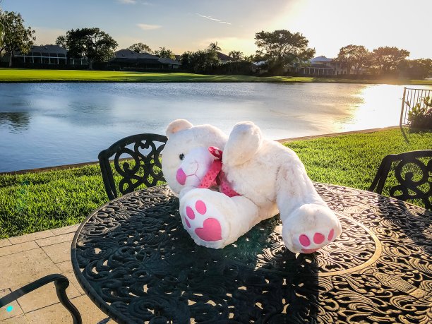 泰迪熊在院子里图片下载