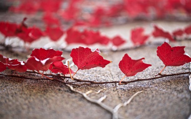 红色的树叶图片下载