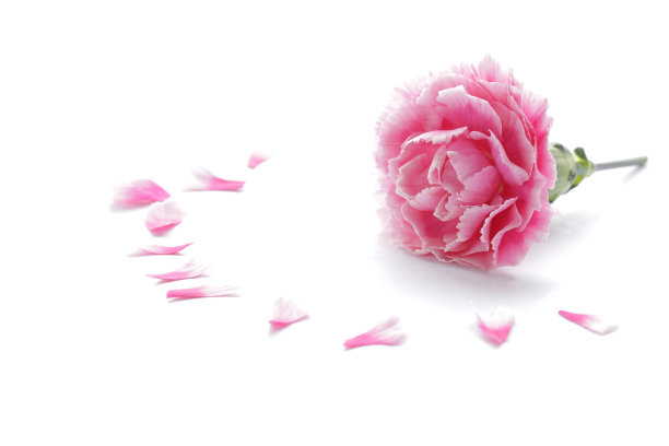 粉红色康乃馨花孤立和花瓣图片下载