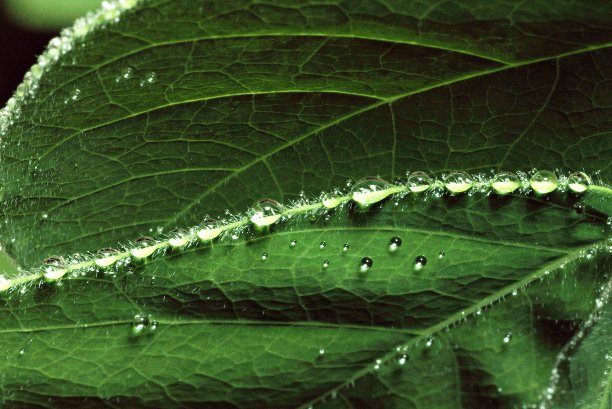 近距离观察绿叶上的雨滴。图片下载