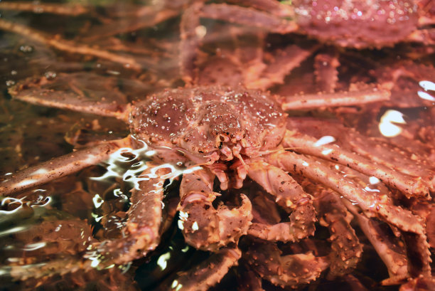 住王蟹图片下载