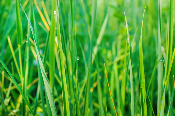 田野里的绿草图片下载