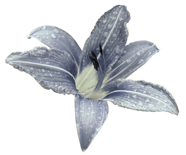 浅蓝色的花百合在白色孤立的背景与剪辑路径没有阴影。雨后的百合用水滴在花瓣上。特写镜头。大自然。图片下载