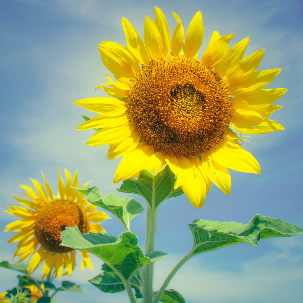 向日葵田图片下载