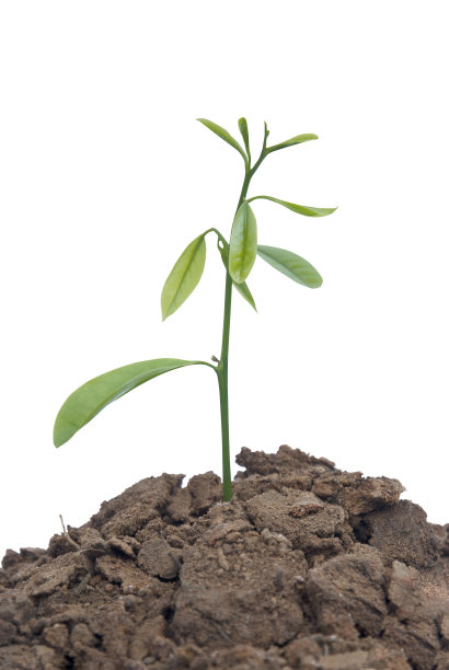 种植生长在白色背景上的树图片下载