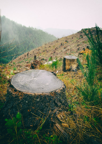 有移植树苗的全伐采伐区图片下载