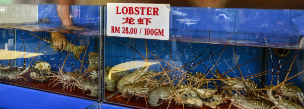 龙虾笼素材图片