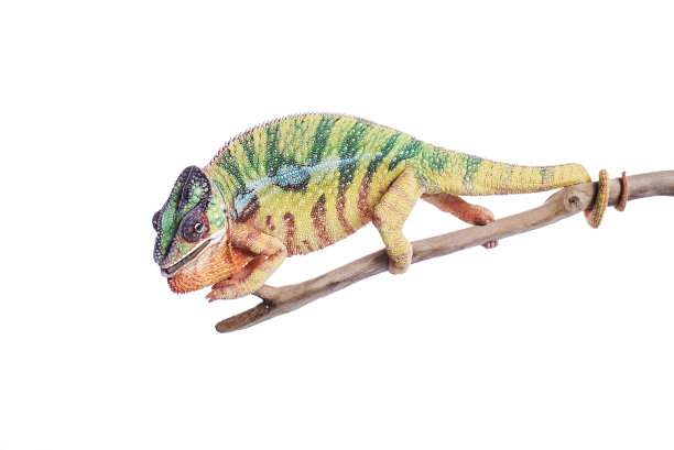 爱管闲事的黑豹变色龙在白色的背景上图片下载