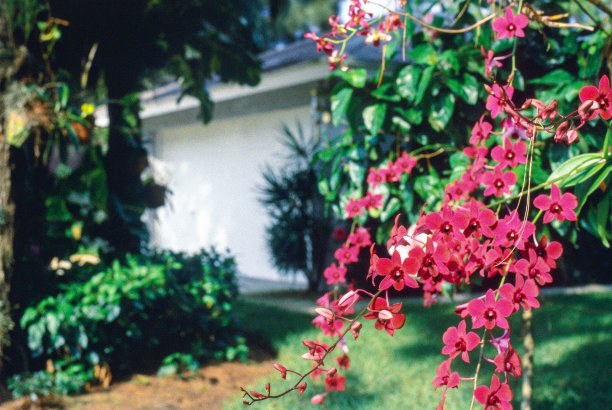 户外一束石斛兰图片下载