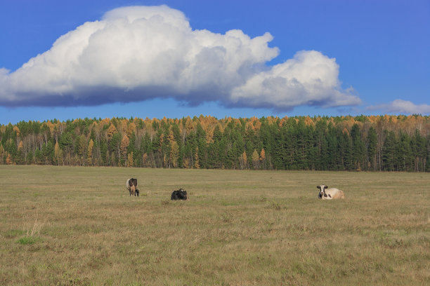 在草地上吃草的牛。图片下载