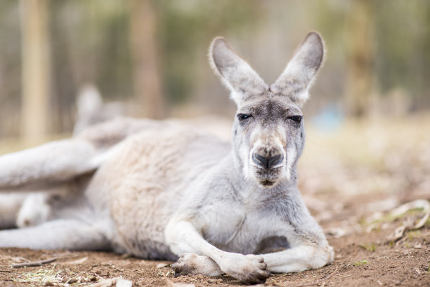 一只袋鼠在看照相机素材图片