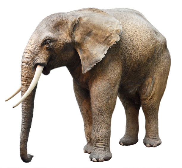 大象。在白色背景上隔离图片下载
