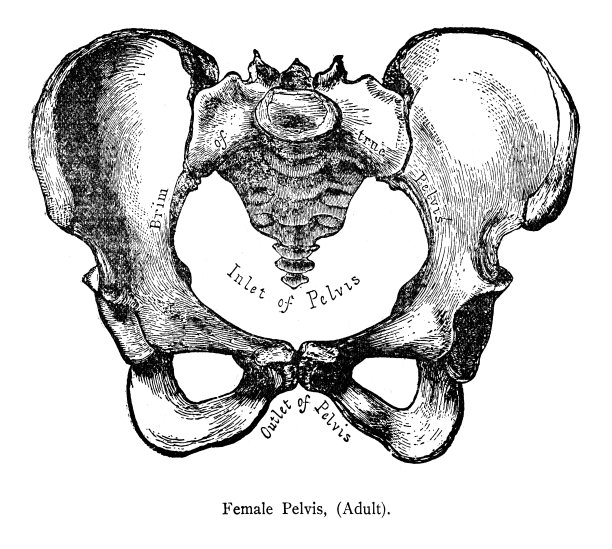 女性骨盆图片下载