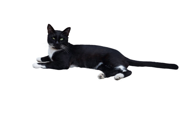 猫是黑白相间的，眼睛是黄色的，眯着。在白色的背景上。图片下载