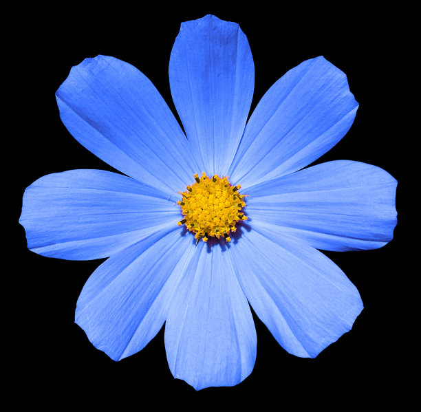 蓝色花报春花孤立在黑色上图片下载