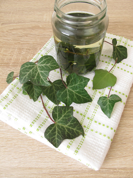 常青藤叶子上的洗衣剂或洗碗液图片下载