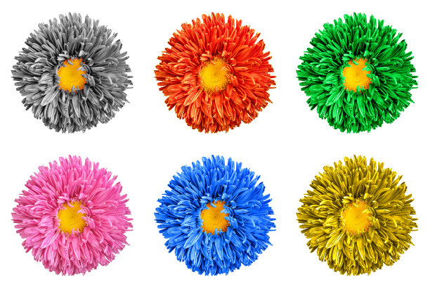 包装的彩色紫菀花与黄色的心大孤立在白色图片下载