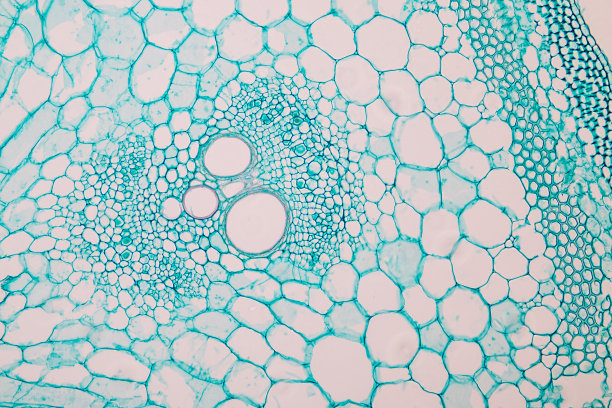 课堂教学显微镜下的植物茎横截面。图片下载