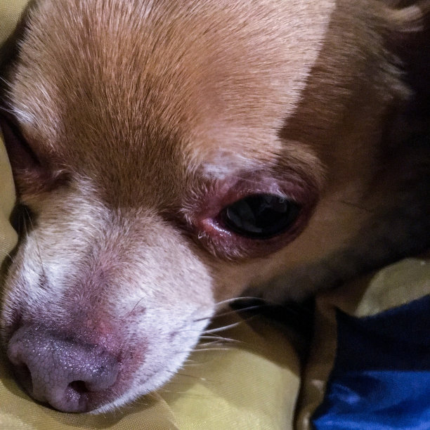 无家可归者收容所的佩德罗图片下载