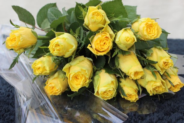 黄玫瑰图片下载