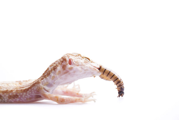 生病的豹壁虎与蠕虫在孤立的白色背景图片下载