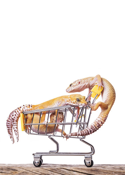 豹纹壁虎在购物车孤立的白色背景图片下载