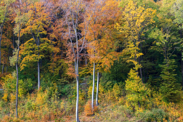 秋天的森林图片下载