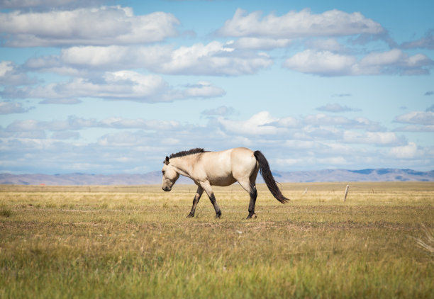秋天草地上的马图片下载
