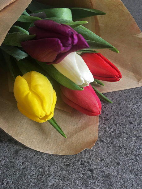 五颜六色的郁金香图片下载