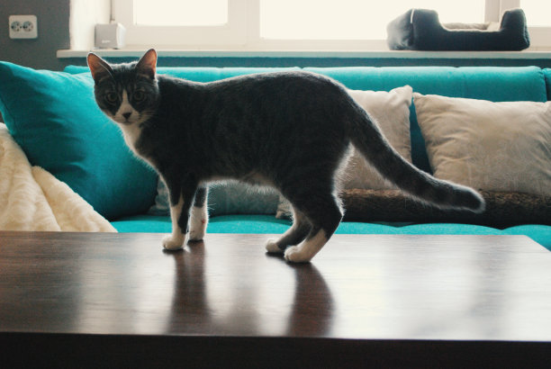 室内家猫图片下载