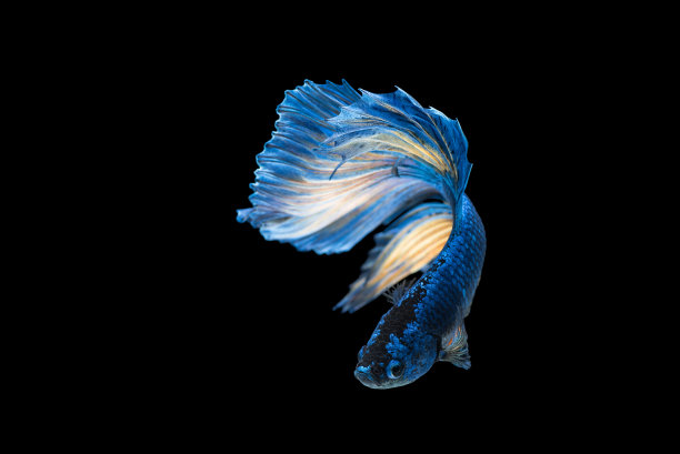 美丽的斗笠花孤立在黑色的背景图片下载