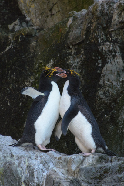 通心粉企鹅拥抱图片下载