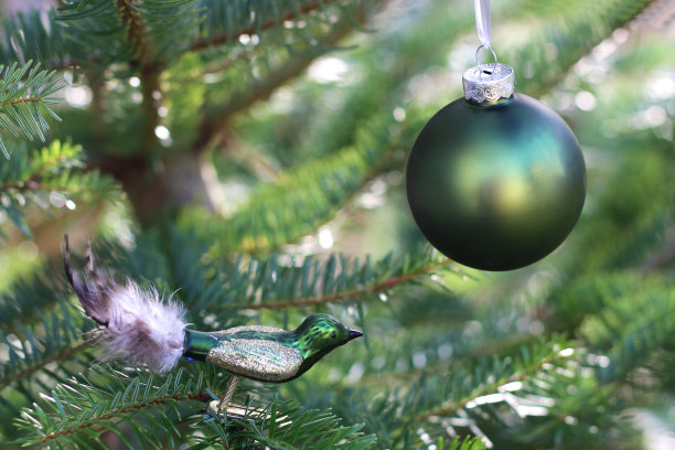 绿色的背景与圣诞树图片下载