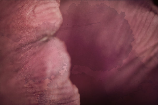 图利潘图片下载