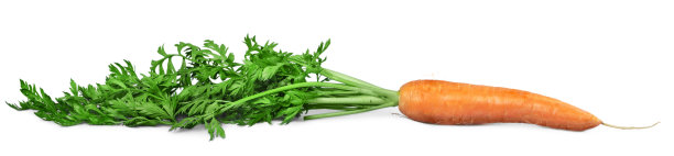 胡萝卜。图片下载