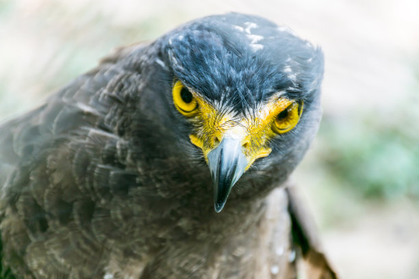 猎鹰关闭素材图片