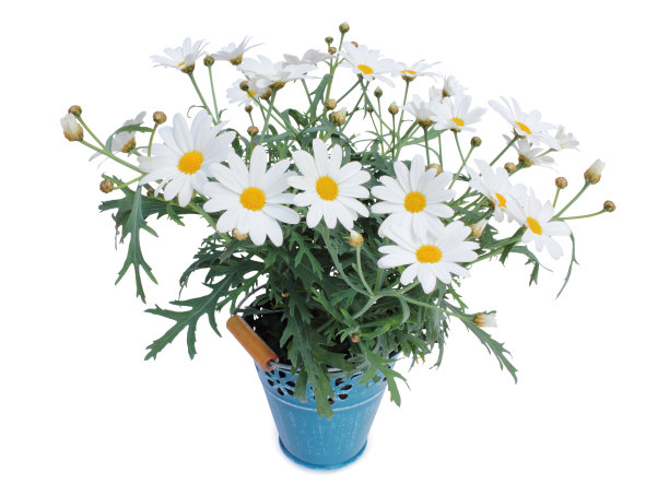 雏菊(雏菊)多年生植物，孤立在白色背景上图片下载