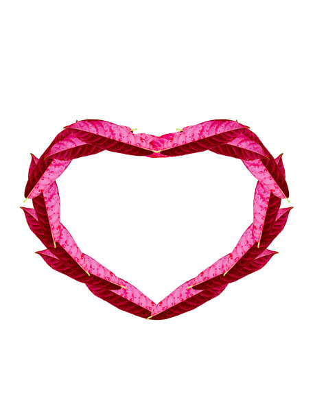 美丽的红叶心形上白图片下载