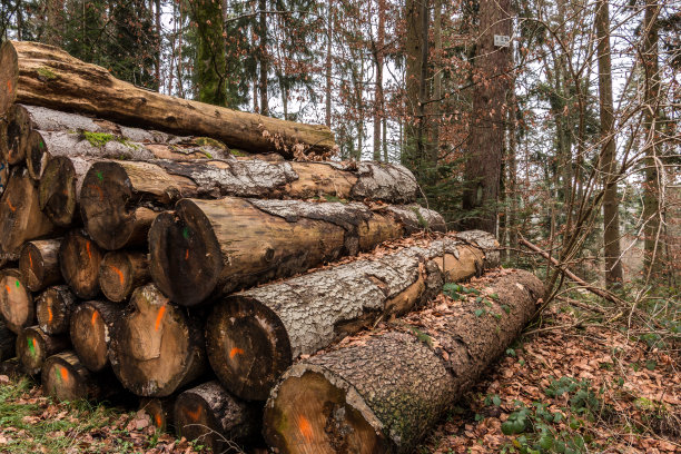 森林里的一堆大树图片下载