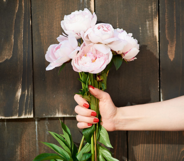 近距离拍摄的一束粉红色的牡丹在女性的手，木制的背景，爱情，浪漫，调情，轻浮的鲜花鲜花，自然的礼物礼物祝贺概念。图片下载